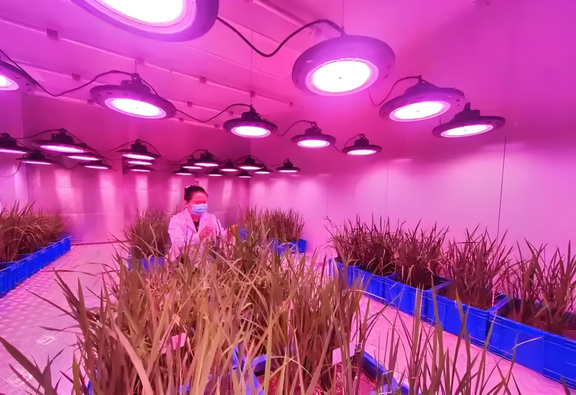 北京人工气候室在农业领域的应用